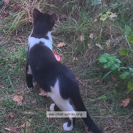 Photo 1/1 P'tit Loup Chat perdu à Momeres