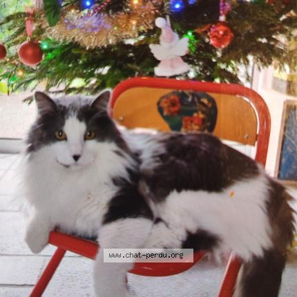 Photo 1/1 Chat retrouvé Perdu à Montierchaume