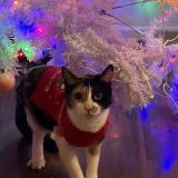 Photo de chat perdu à Peoria