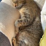 Photo de chat perdu à Richardais