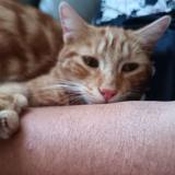 Photo de chat perdu à Martinet