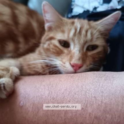 Photo 1/1 Simbouche Chat perdu à Martinet