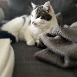 Photo de chat perdu à Tourlaville