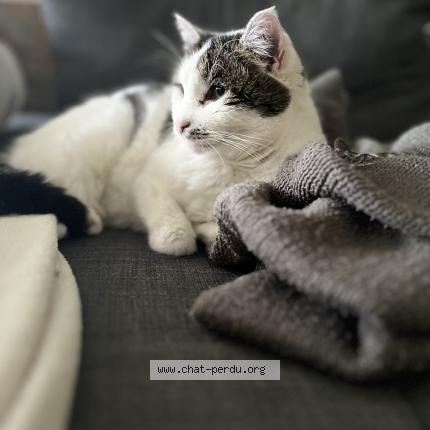 Photo 1/1 Mimie Chat perdu à Tourlaville