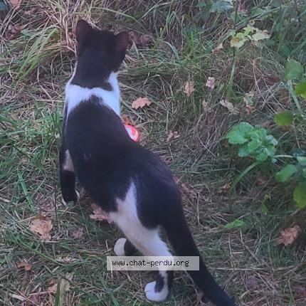 Photo 1/1 ptilou Chat perdu à Momeres