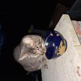 Photo de chat trouvé à Pontigne