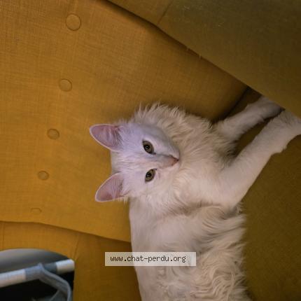 Photo 1/1 Chat retrouvé Perdu à Arceau