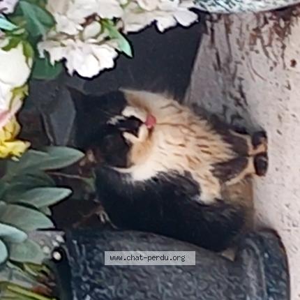 Photo 1/1 Chat trouvé Trouvé à Lyon 3e arrondissement 69003