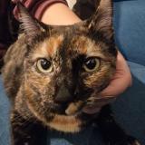 Photo de chat perdu à Villeurbanne