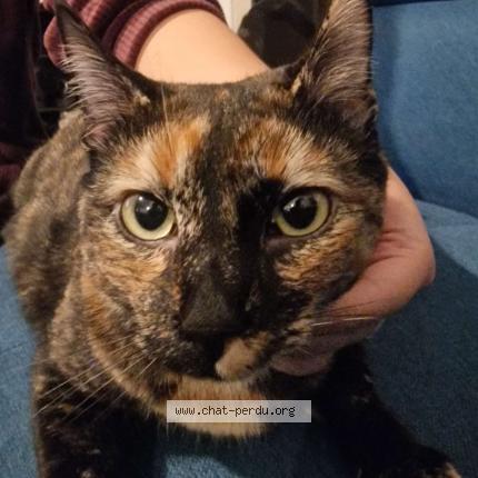 Photo 1/1 Chat retrouvé Perdu à Villeurbanne