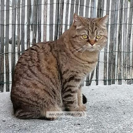 Photo 1/1 Chat retrouvé Perdu à Courtry