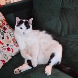 Photo de chat perdu à Strasbourg