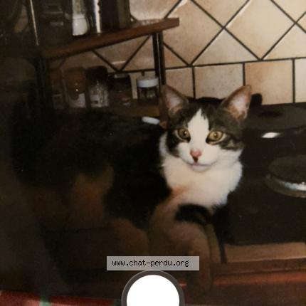 Photo 1/1 King Chat perdu à Ecommoy