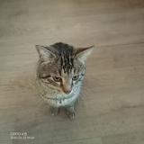 Photo de chat perdu à La Tour Du Pin