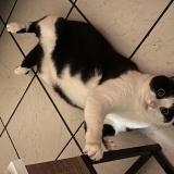 Photo de chat perdu à Rouen