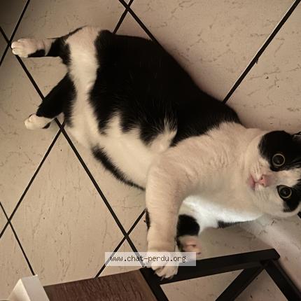 Photo 1/1 Marcel Chat perdu à Rouen