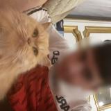 Photo de chat perdu à Nice