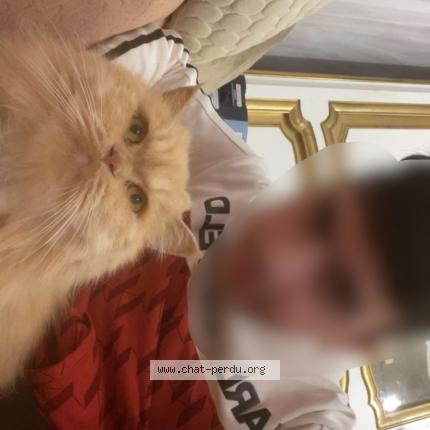 Photo 1/1 Fl&egrave;che Chat perdu à Nice