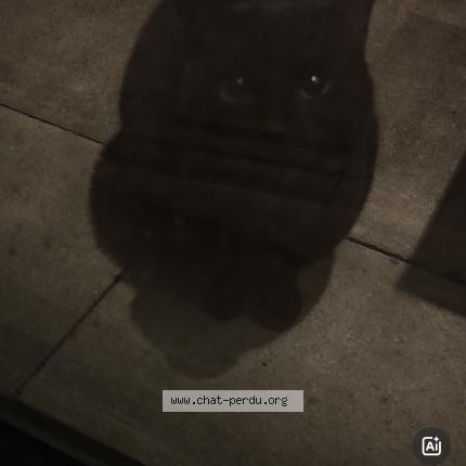 Photo 1/1 Chat trouvé Trouvé à Bruxelles