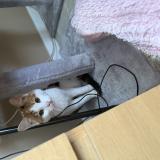 Photo de chat trouvé à Limeil Brevannes