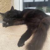 Photo de chat perdu à Sussargue