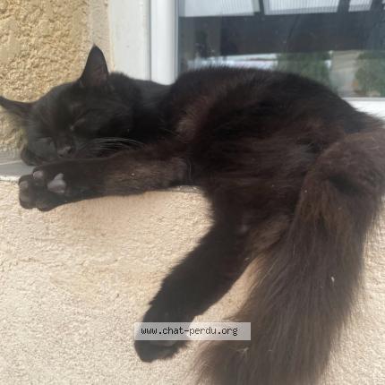 Photo 1/2 Baghira Chat perdu à Sussargue