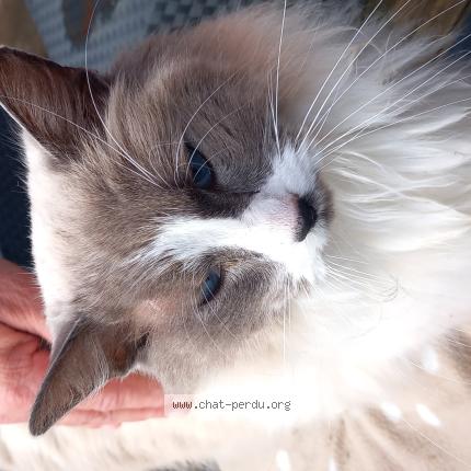 Photo 1/1 Chat retrouvé Trouvé à Foulayronnes