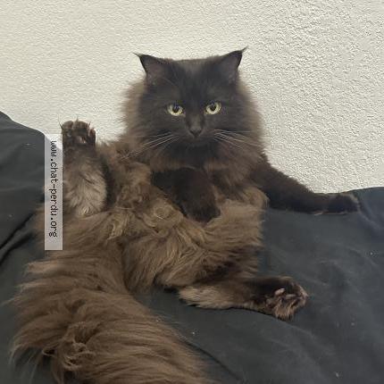 Photo 1/1 Chat retrouvé Perdu à Toulouse