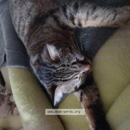 Photo 1/1 Chat retrouvé Perdu à Pont de beauvoisin