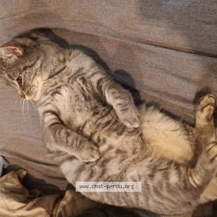 Photo 1/1 Oslo Chat perdu à Leeuw saint pierre