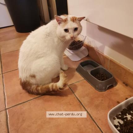Photo 1/1 Jojo Chat perdu à Le poire sur vie