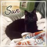 Photo de chat perdu à Kerien