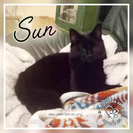 Photo 1/1 Sun Chat perdu à Kerien
