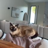 Photo de chat perdu à Laverune