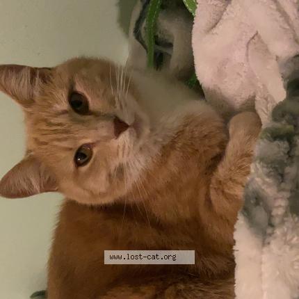 Photo 1/1 Chat retrouvé Perdu à Cobble hill