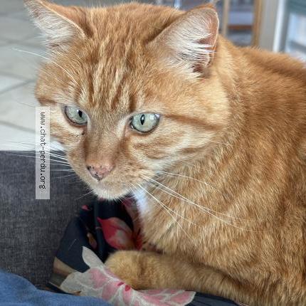 Photo 2/2 Chat retrouvé Perdu à Coarraze