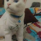 Photo de chat perdu à Bengaluru Urban