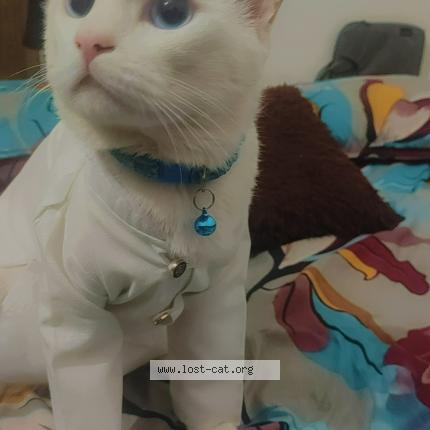 Photo 1/1 Mochi Khan Chat perdu à Bengaluru urban