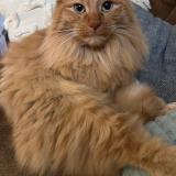 Photo de chat perdu à Bourg En Bresse