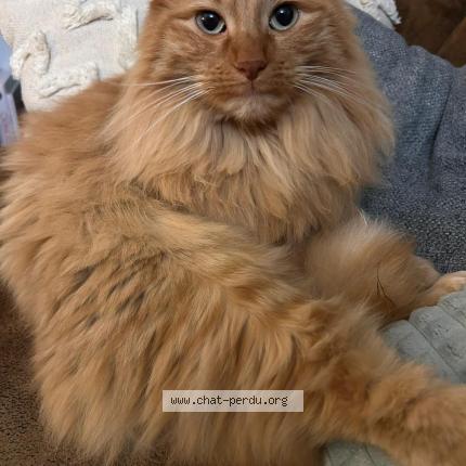 Photo 1/1 Pep's Chat perdu à Bourg en bresse