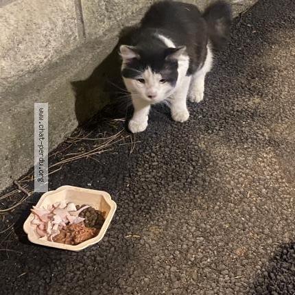 Photo 1/1 Chat trouvé Trouvé à Nanterre