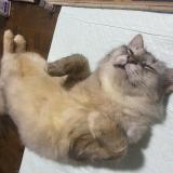 Photo de chat trouvé à Singapore