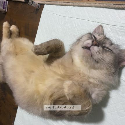 Photo 1/1 Chat trouvé Trouvé à Singapore