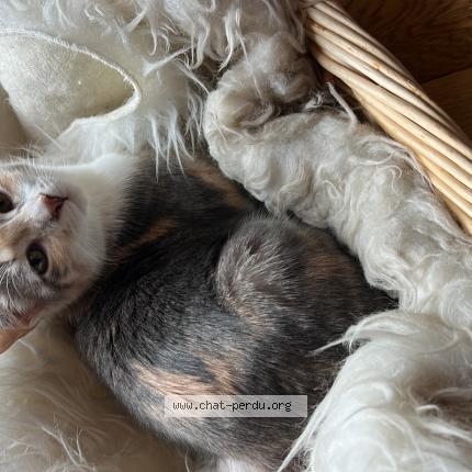 Photo 1/1 Chat retrouvé Perdu à Toulouse