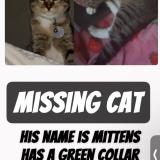 Photo de chat perdu à Bonney Lake
