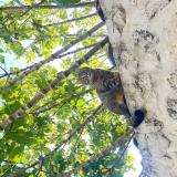 Photo de chat perdu à La Garde Adhemar