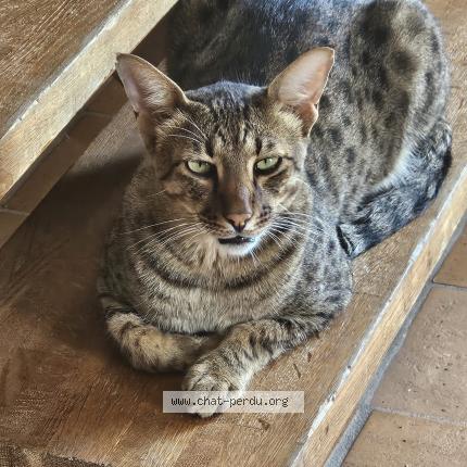 Photo 1/1 SURICATE Chat perdu à Lussac