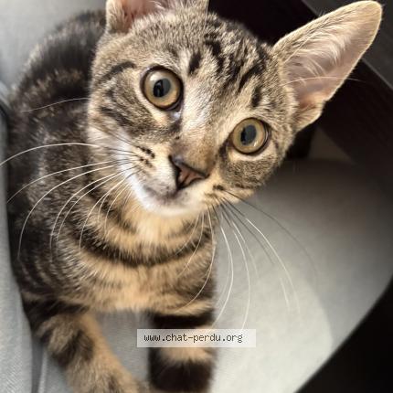 Photo 2/2 Chat retrouvé Perdu à Blaesheim