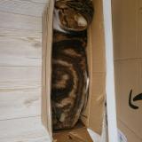 Photo de chat perdu à Fontcouverte