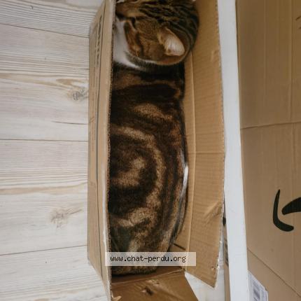 Photo 1/1 Yoshi Chat perdu à Fontcouverte